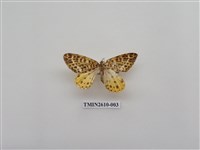 藏品(尺蛾125)的圖片